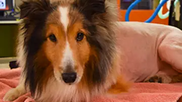 Ollie, el perro pastor Ollie, el perro pastor