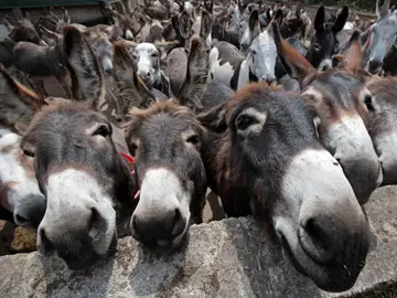 Burros Burros