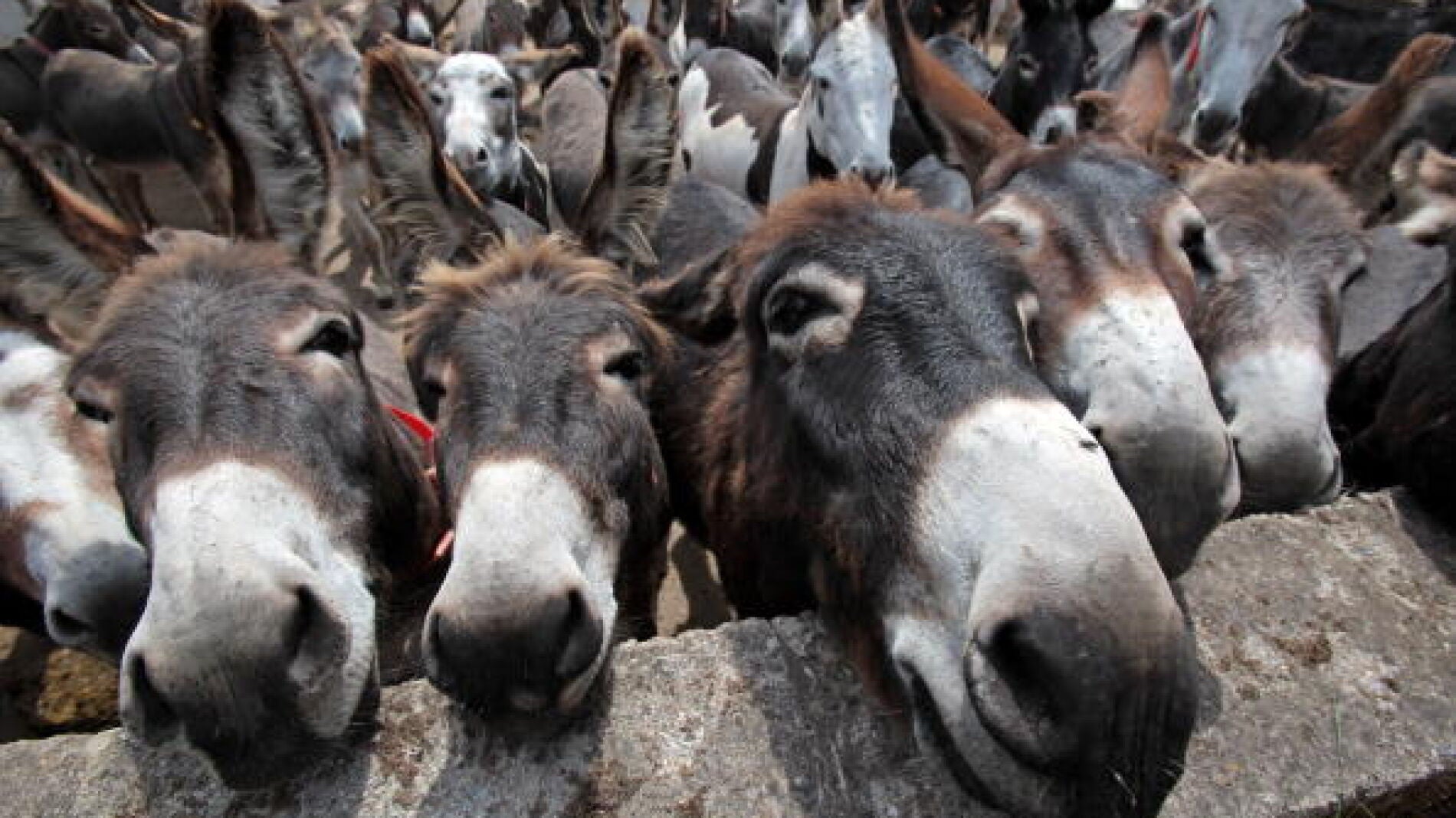 Burros