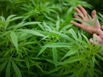 Plantas de marihuana