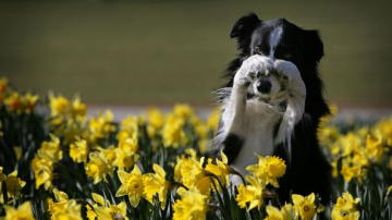 Un perro entre flores