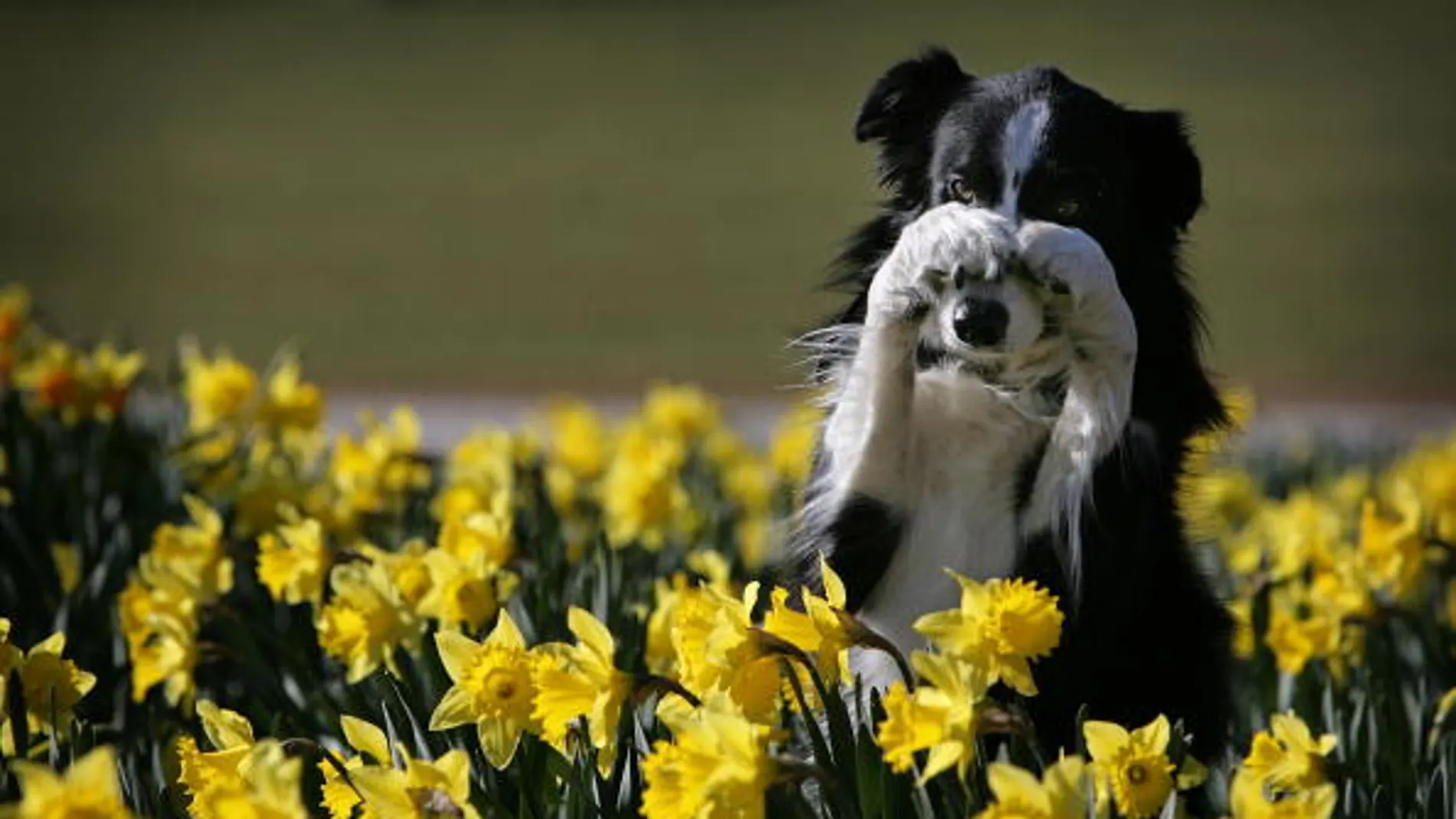 Un perro entre flores Un perro entre flores