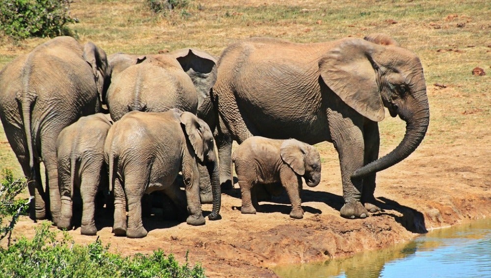 Elefantes en el Parque Kruger de Sudáfrica