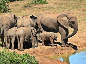 Elefantes en el Parque Kruger de Sudáfrica
