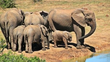 Elefantes en el Parque Kruger de Sudáfrica