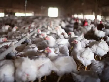 Gallinas Gallinas
