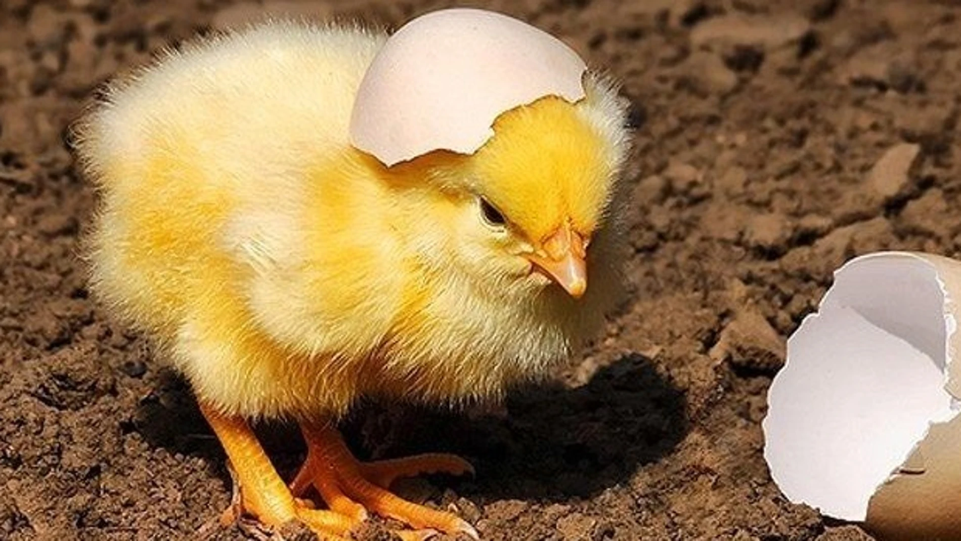 Pollito Pollito