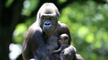 Una gorila y su cría en el zoo  (16-06-2016)