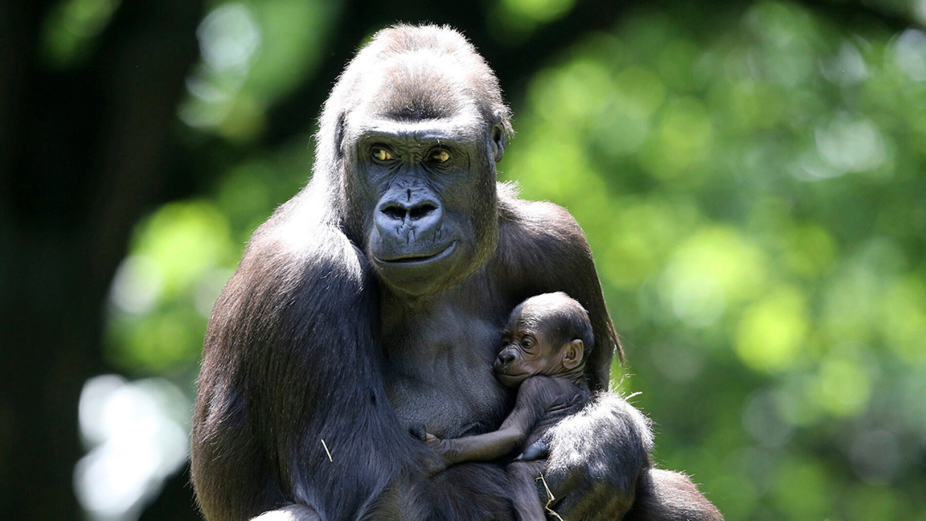Una gorila y su cr&iacute;a en el zoo (16-06-2016)