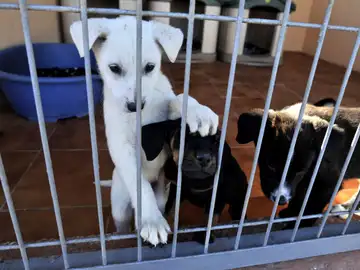 Protectora de animales Protectora de animales