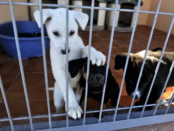 Protectora de animales Protectora de animales