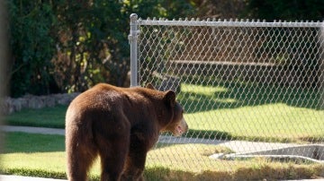 Un oso pasea por las calles de una ciudad