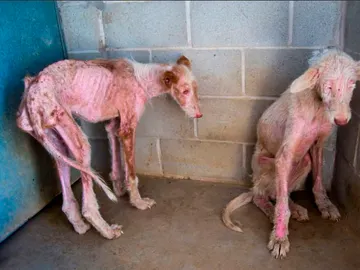 Las dos podencas abandonadas Las dos podencas abandonadas