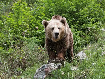 Oso salvaje Oso salvaje
