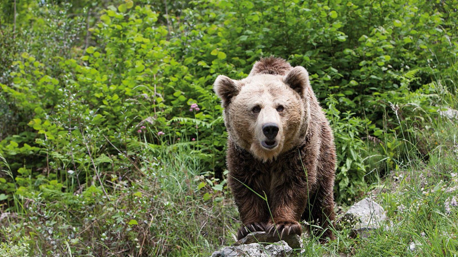 Fallece una empleada de un parque safari de Japón tras ser atacada por un oso