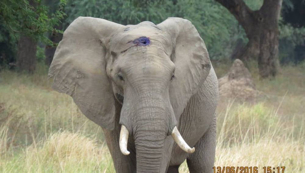 El elefante tras el disparo