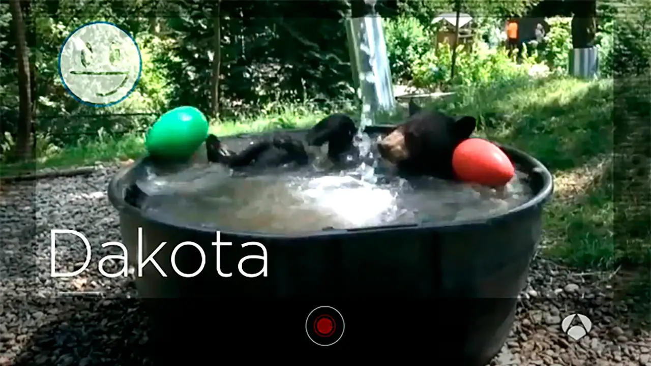 Un oso chapoteando en el agua, entre lo más viral de esta semana en la red