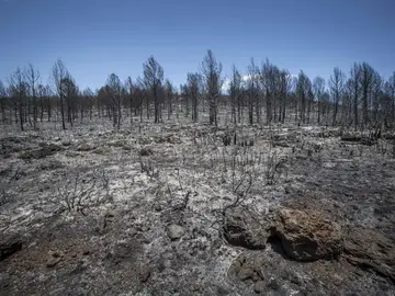 Así ha quedado Carcaixent tras el incendio Así ha quedado Carcaixent tras el incendio