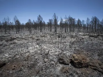 Así ha quedado Carcaixent tras el incendio Así ha quedado Carcaixent tras el incendio