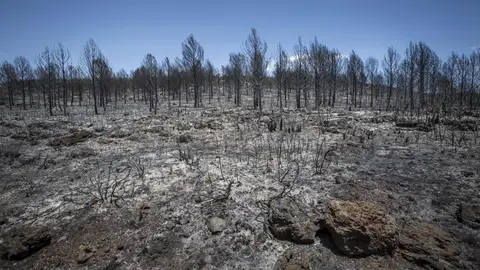 Así ha quedado Carcaixent tras el incendio Así ha quedado Carcaixent tras el incendio