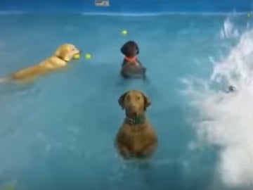 Dos perros descubren que hacen pie y se quedan quietos en la piscina