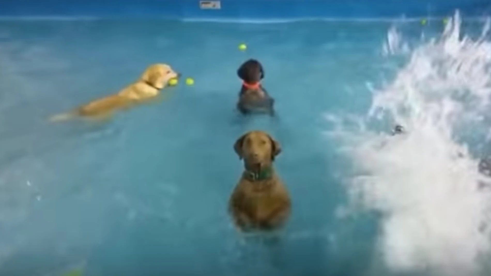 Dos perros descubren que hacen pie y se quedan quietos en la piscina