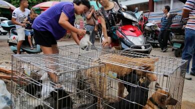 La localidad china de Yulin se prepara para celebrar el solsticio de verano sacrificando a miles de perros y gatos