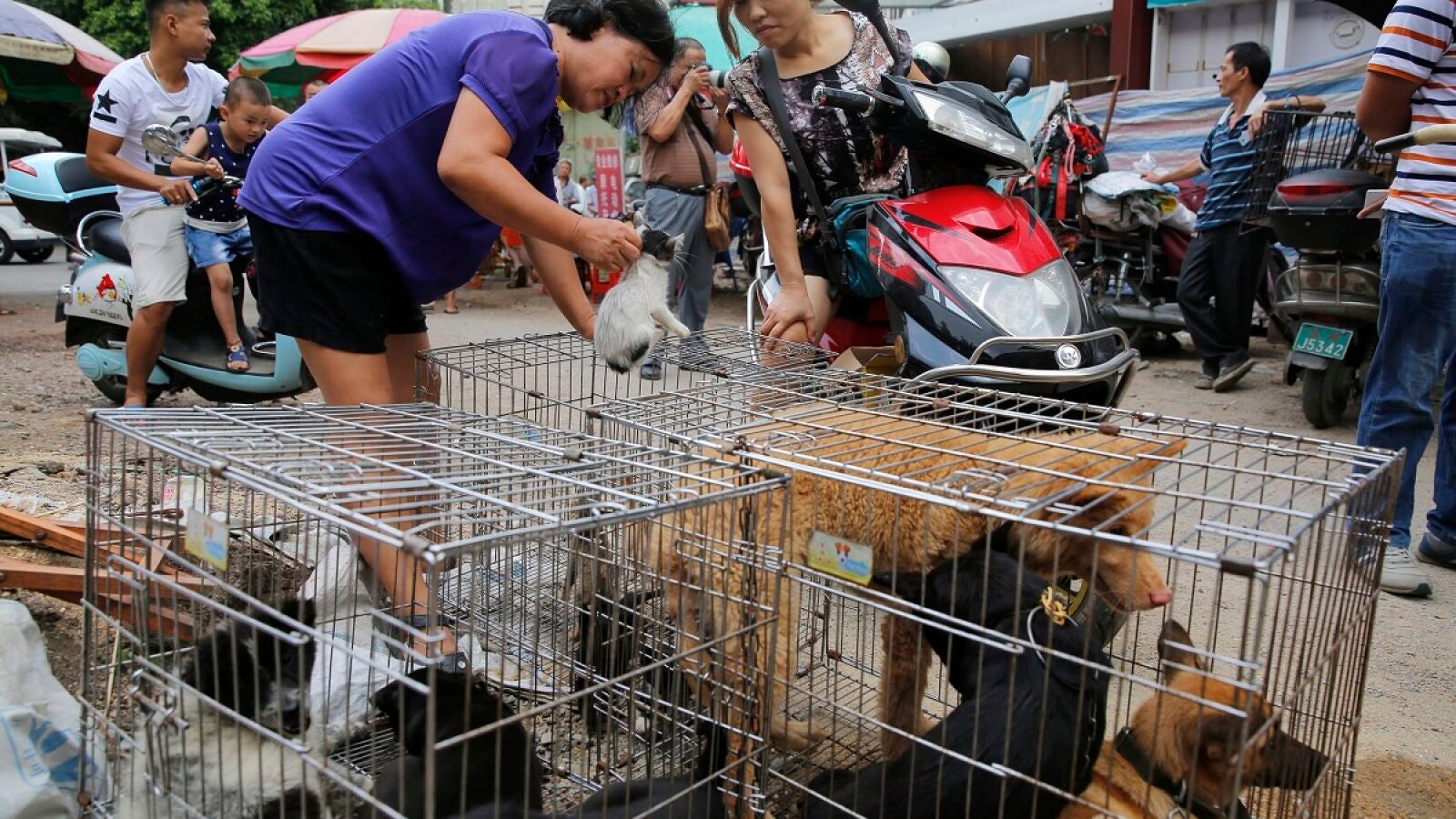 La localidad china de Yulin se prepara para celebrar el solsticio de verano sacrificando a miles de perros y gatos