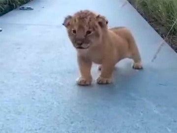 Un cachorro de león intenta emitir sus primeros rugidos