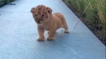 Un cachorro de león intenta emitir sus primeros rugidos