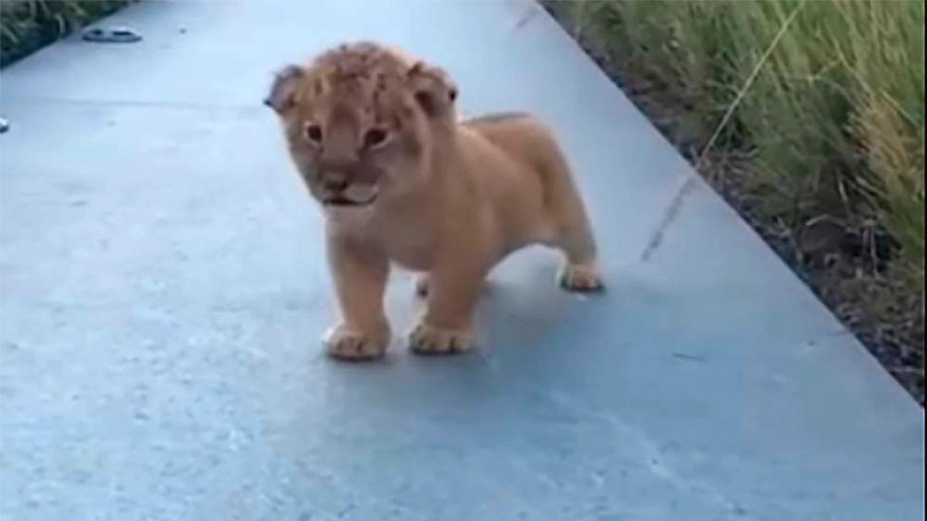 Un cachorro de león intenta emitir sus primeros rugidos Un cachorro de león intenta emitir sus primeros rugidos