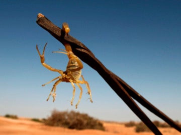 Un escorpión en el desierto