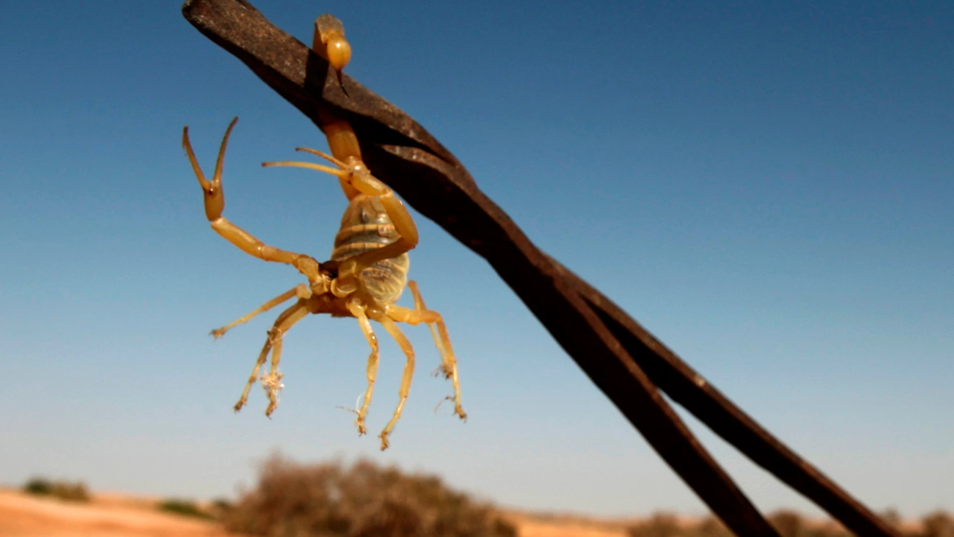 Un escorpión en el desierto Un escorpión en el desierto