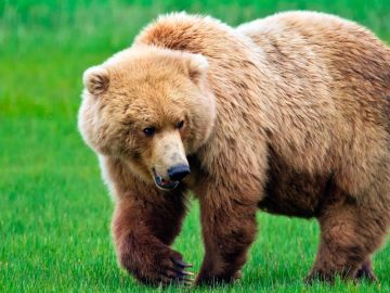 Un oso grizzly