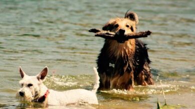 Hoy se celebra el día del perro, estos fueron algunos de los momentos graciosos que han protagonizado en nuestra web