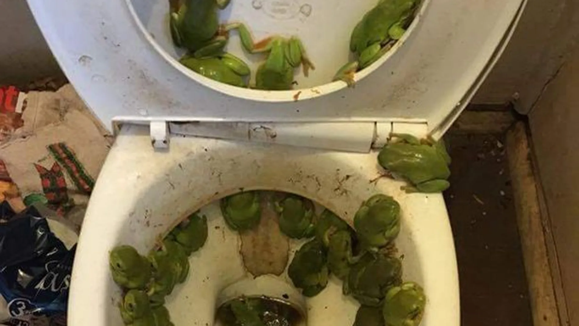 Una plaga de ranas ocupa la tapa de su retrete Una plaga de ranas ocupa la tapa de su retrete
