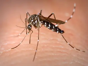 Hembra de mosquito tigre Hembra de mosquito tigre