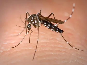 Hembra de mosquito tigre Hembra de mosquito tigre