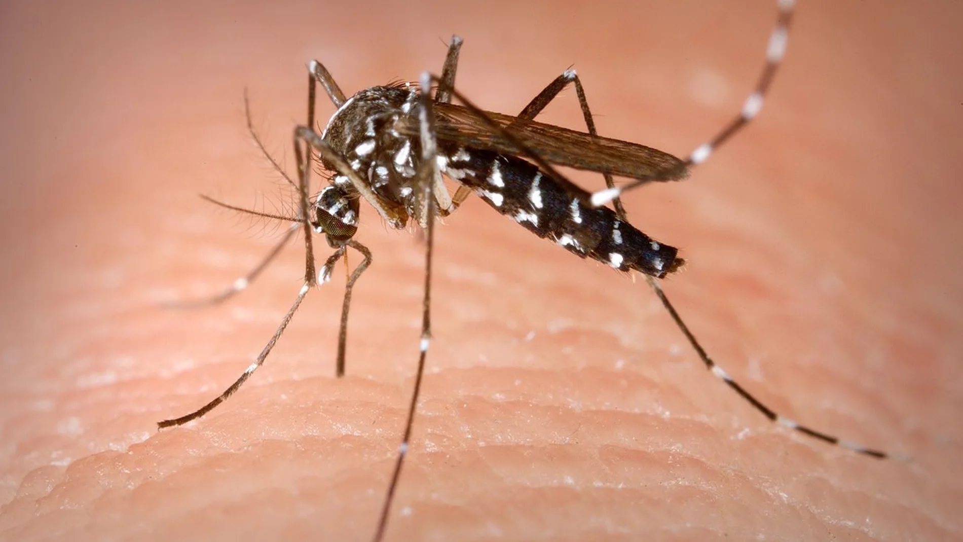 Hembra de mosquito tigre Hembra de mosquito tigre