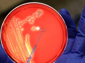bacterias bacterias