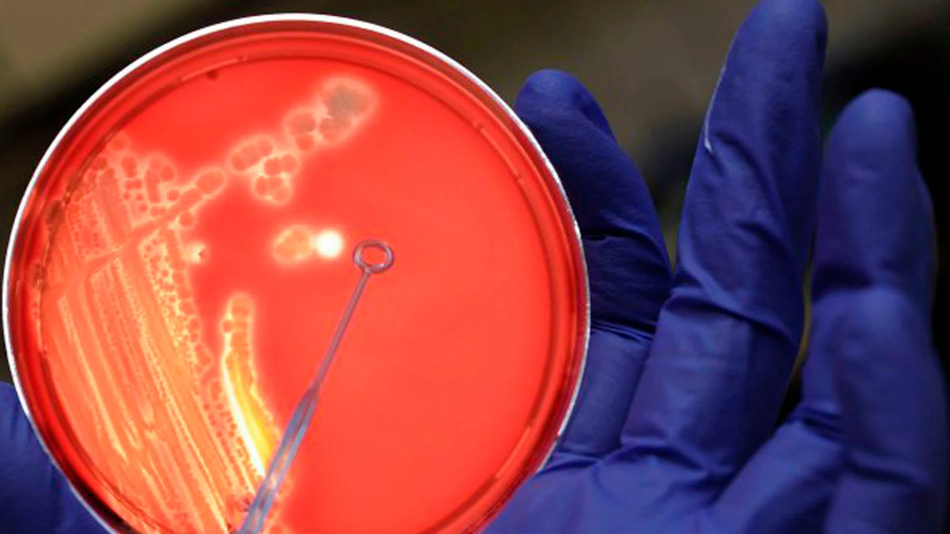 bacterias bacterias
