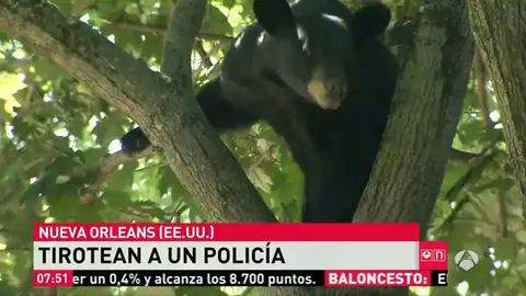 Frame 0.0 de: Capturan a un oso que subido a un árbol de una zona residencial tras ser atropellado en Nueva Jersey Frame 0.0 de: Capturan a un oso que subido a un árbol de una zona residencial tras ser atropellado en Nueva Jersey