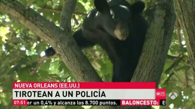 Capturan a un oso subido a un árbol de una zona residencial tras ser atropellado en Nueva Jersey