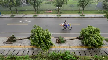 Árboles partidos tras el tornado Árboles partidos tras el tornado