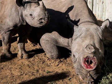 La rinoceronte se recupera en un refugio de animales