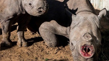 La rinoceronte se recupera en un refugio de animales