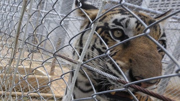 Un tigre en una jaula