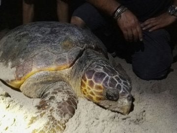 La tortuga boba que apareció en Sueca