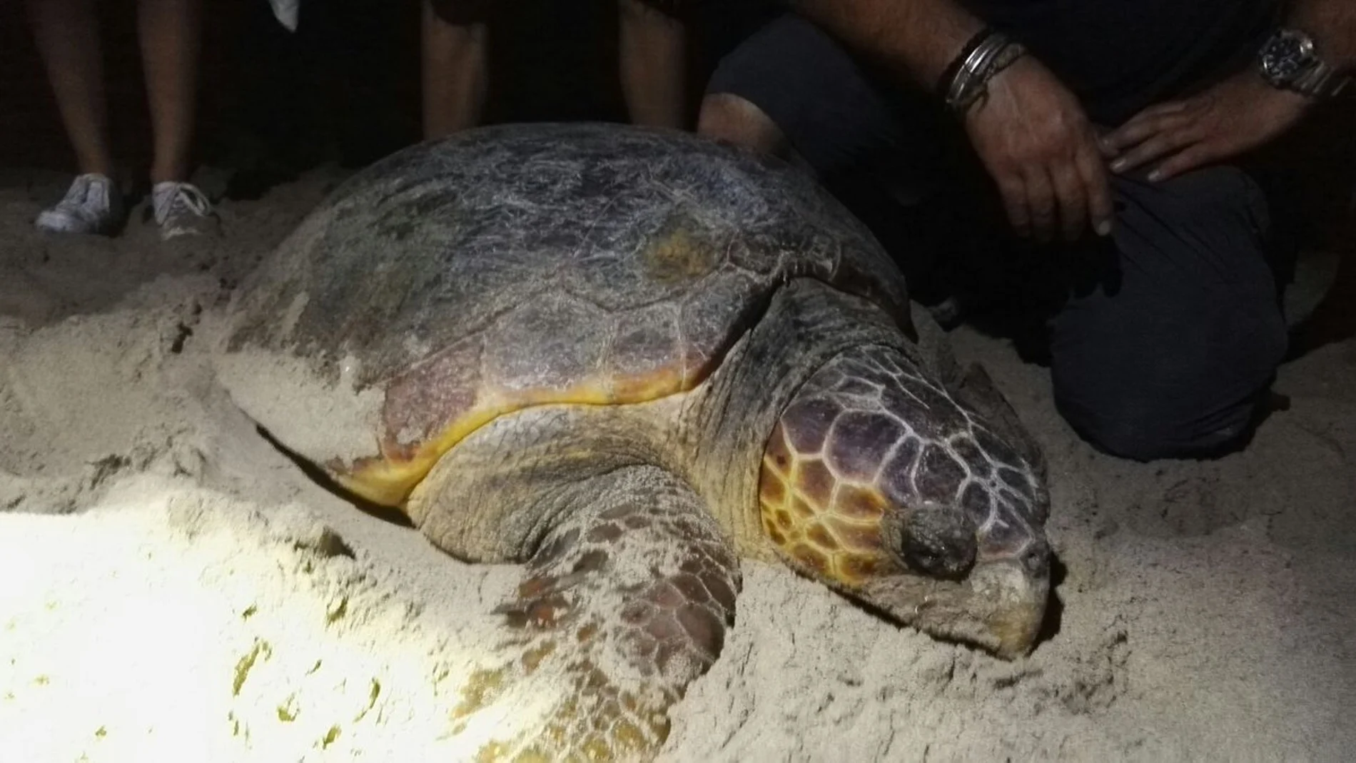 La tortuga boba que apareció en Sueca La tortuga boba que apareció en Sueca