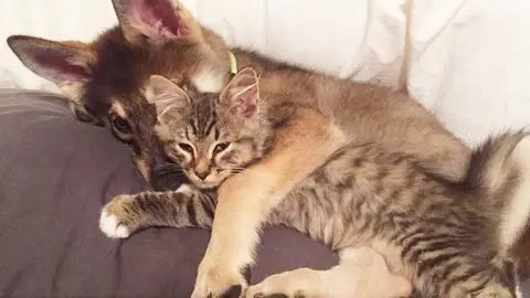 Raven y Woodhouse en el sofá Raven y Woodhouse en el sofá